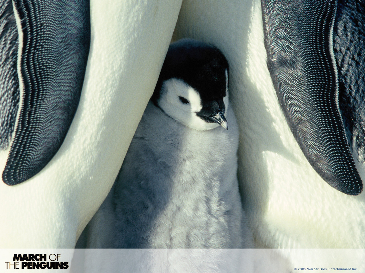 帝企鹅日记(2005)的海报和剧照 第27张/共44张【图片网】
