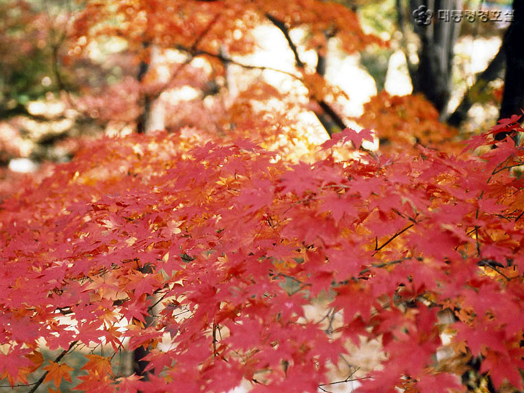韩国南山公园秋天的枫叶高清图片下载-正版图片500740635-摄图网