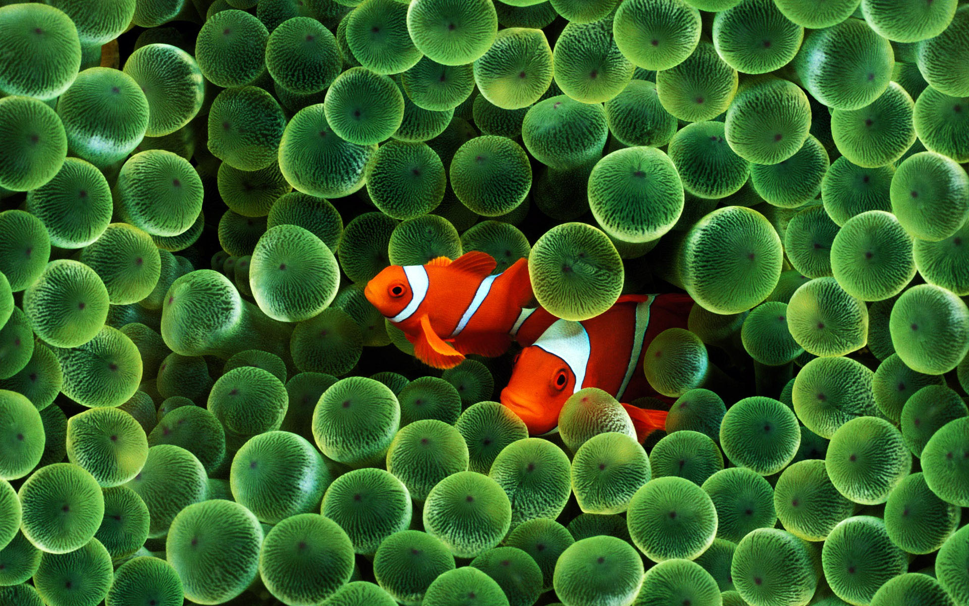 海底世界美丽小丑鱼图片素材-编号14085446-图行天下